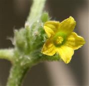  Male Flower